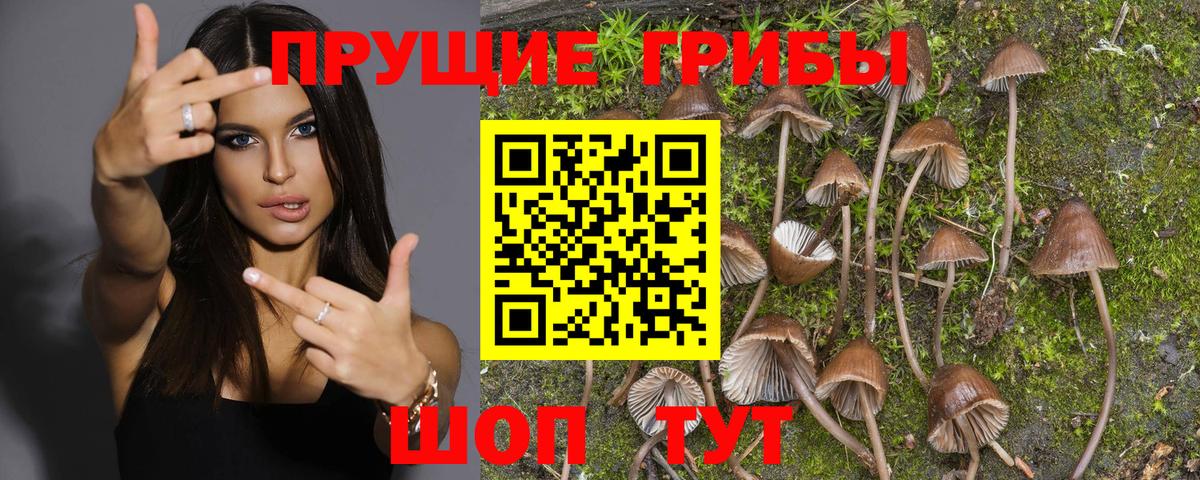 Галлюциногенные грибы Psilocybe Нижний Новгород